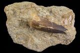 Mosasaur (Prognathodon) Tooth In Rock #70468-1